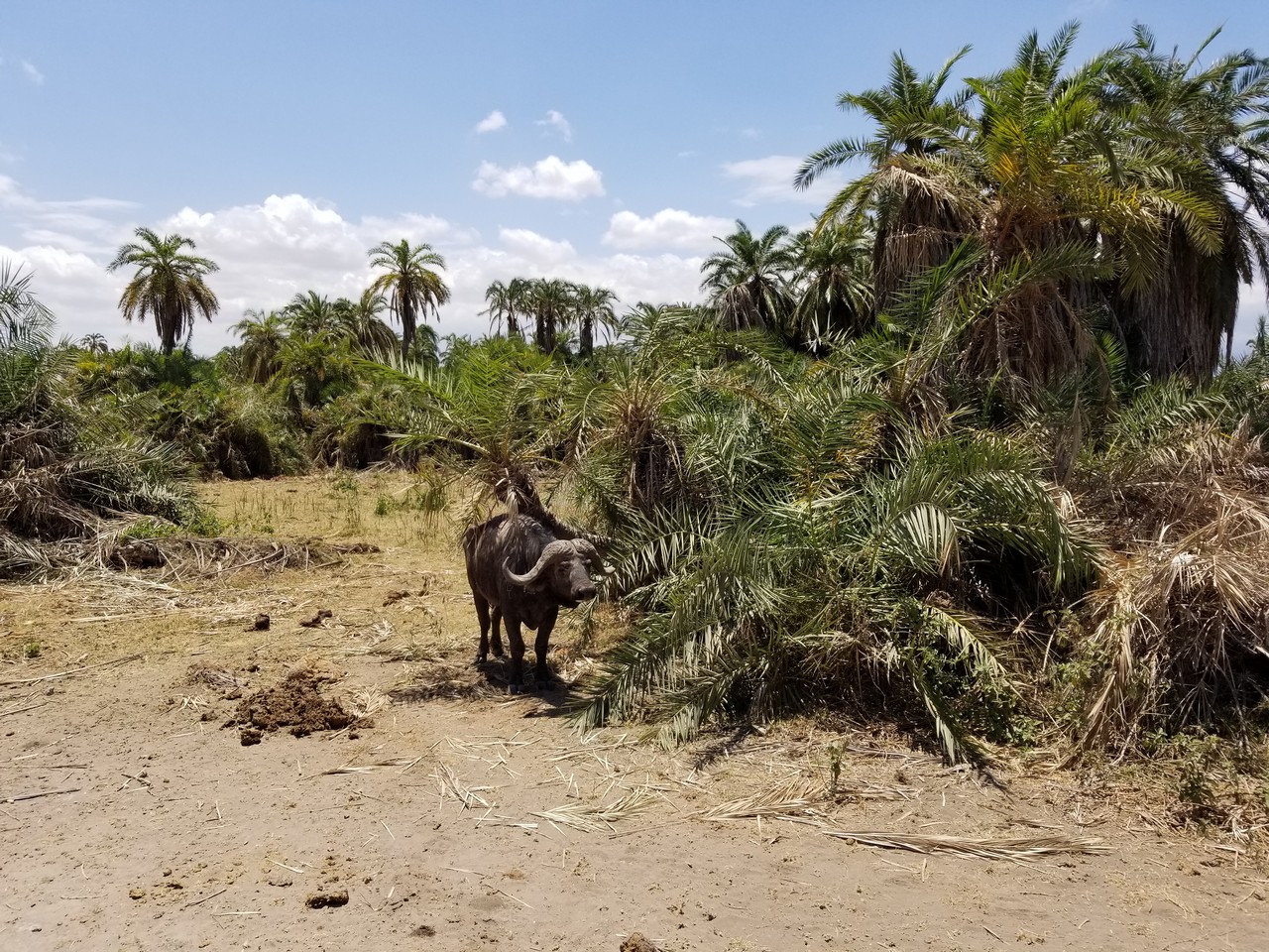 a buffalo standing in a dirt field with palm trees