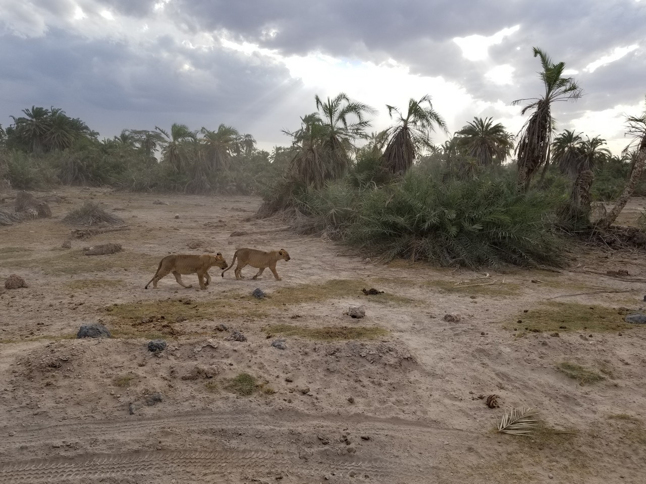 two lions walking in a dirt field