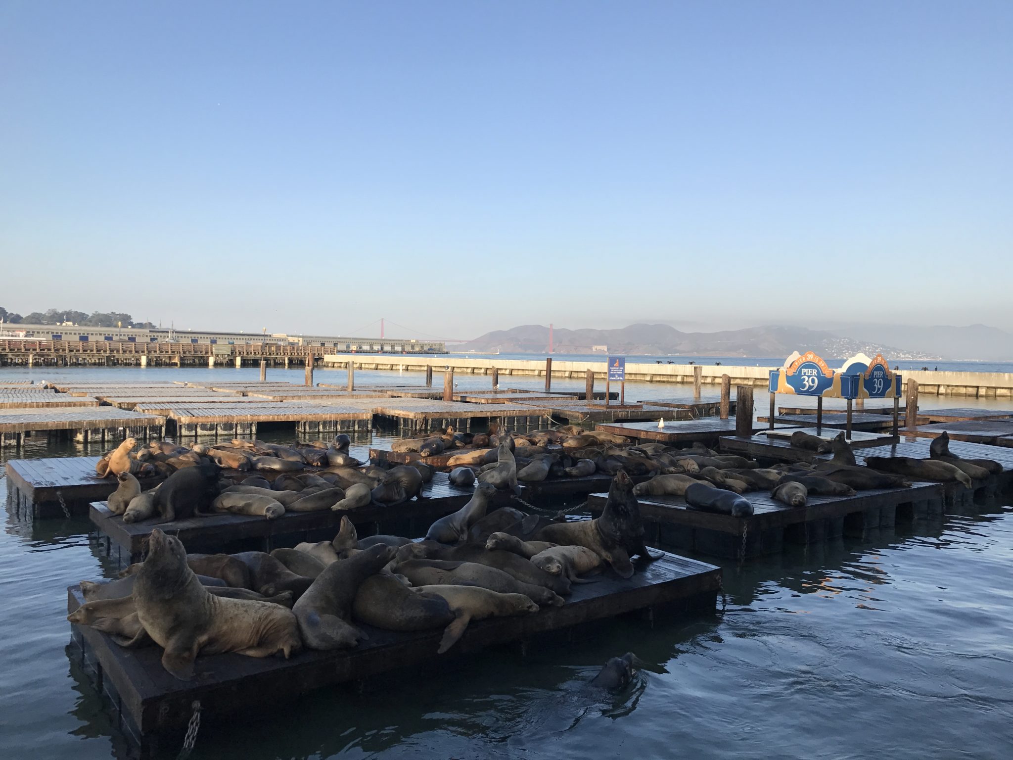 a group of seals lying on floating platforms in water