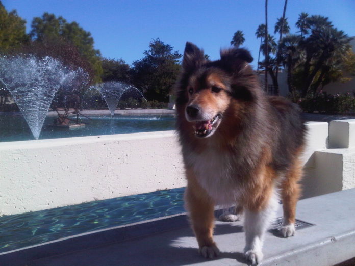 a dog standing on a ledge near a fountain