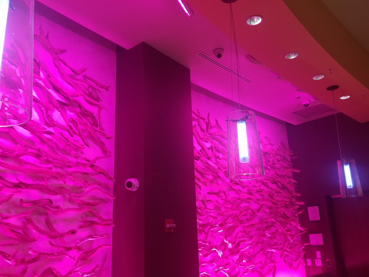 a pink wall with fish on it