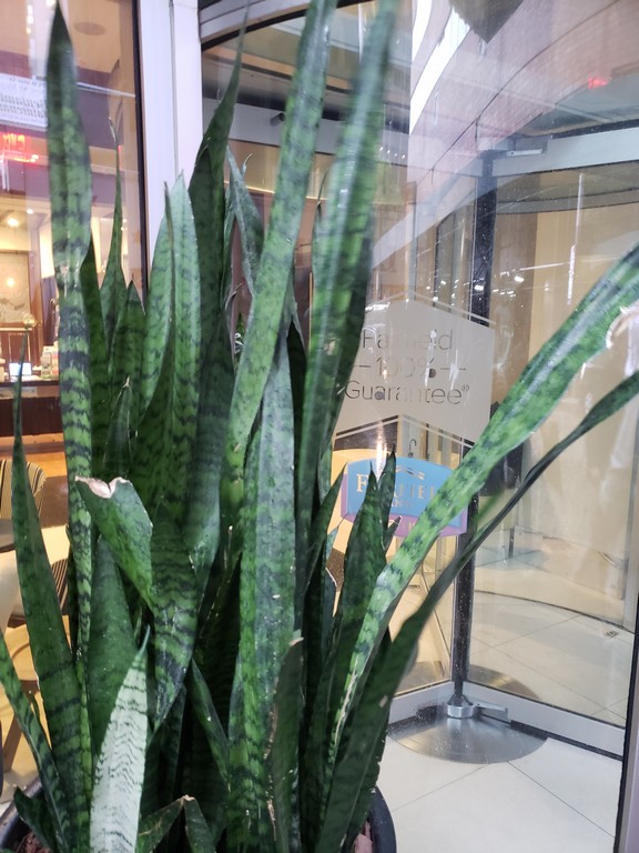 a plant in a glass case