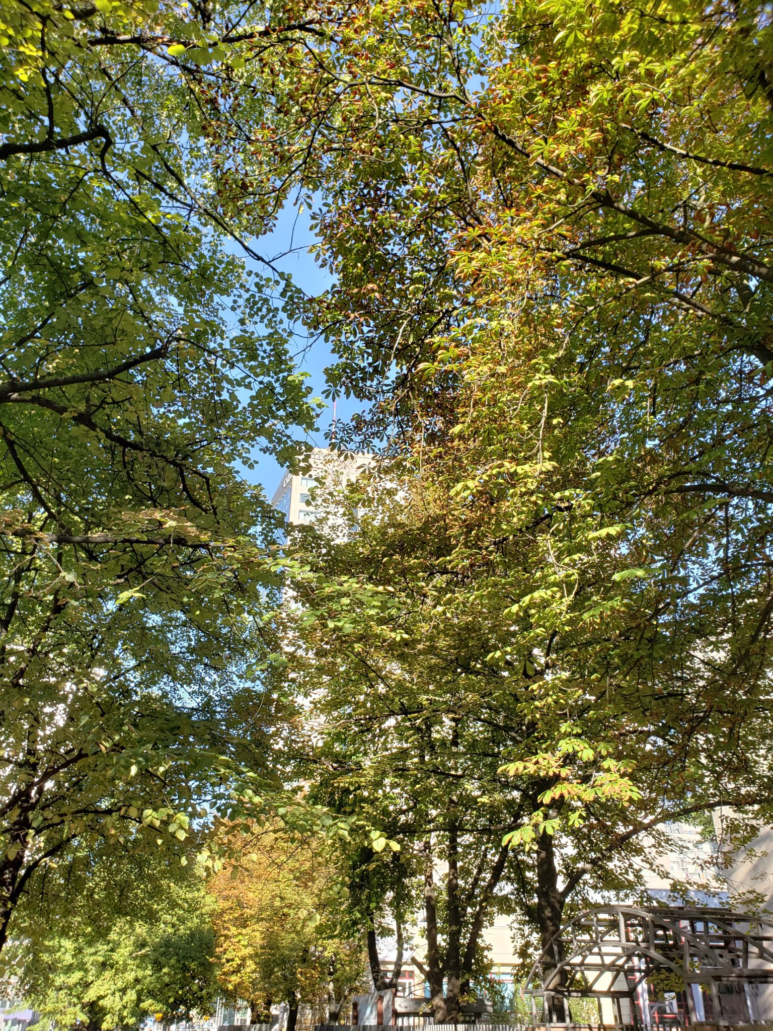 a group of trees with green leaves