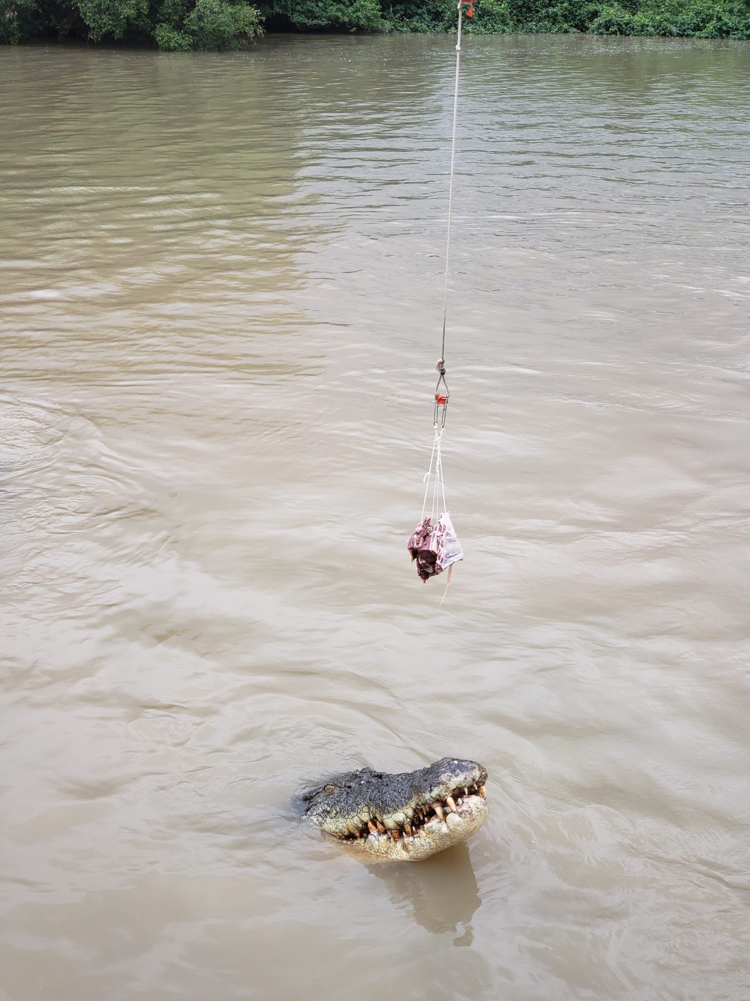a crocodile head in water