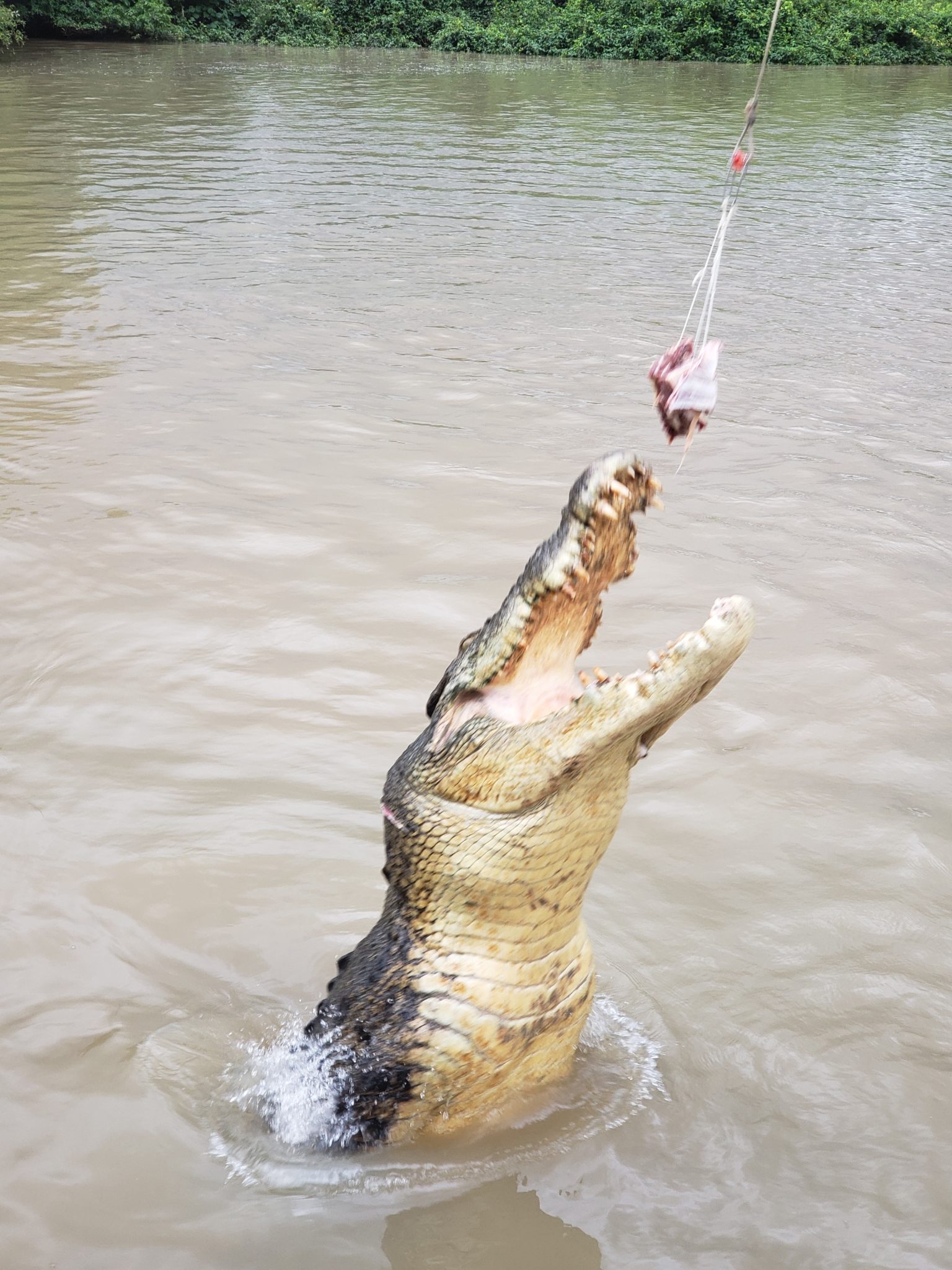 a crocodile jumping in the water