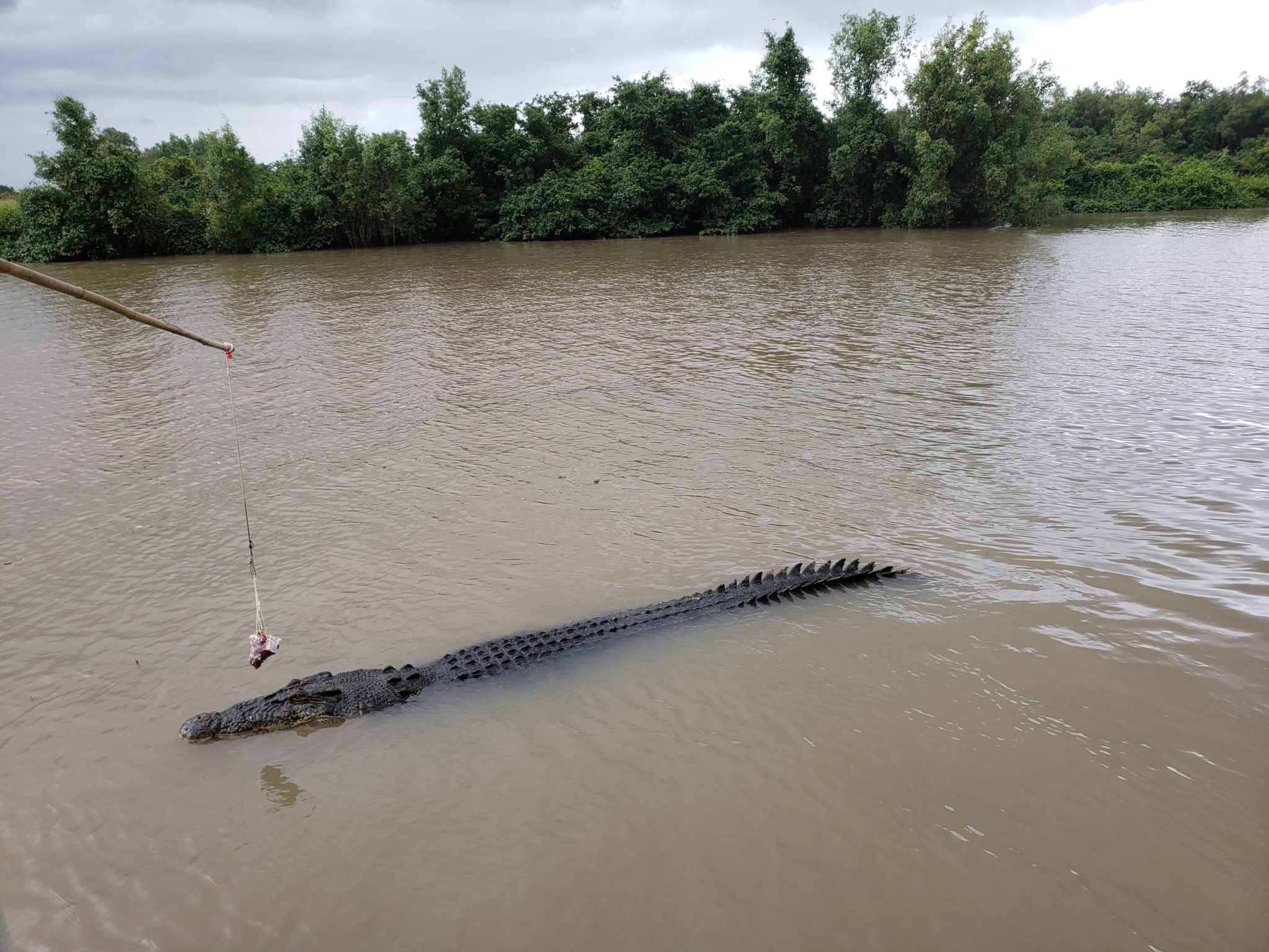 a person fishing a crocodile in the water