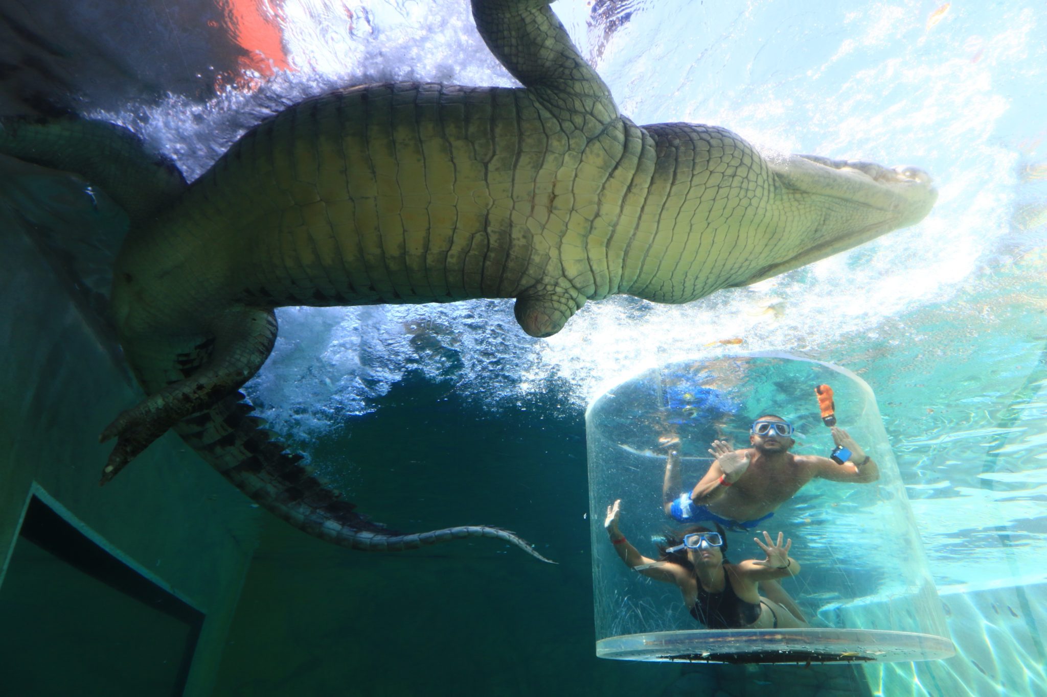 a crocodile swimming in a tank