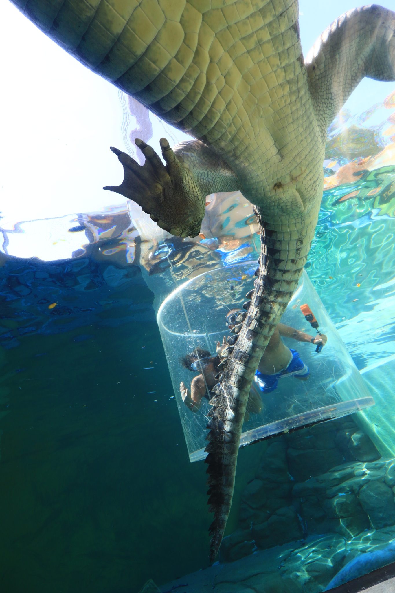 a crocodile swimming in a clear plastic container