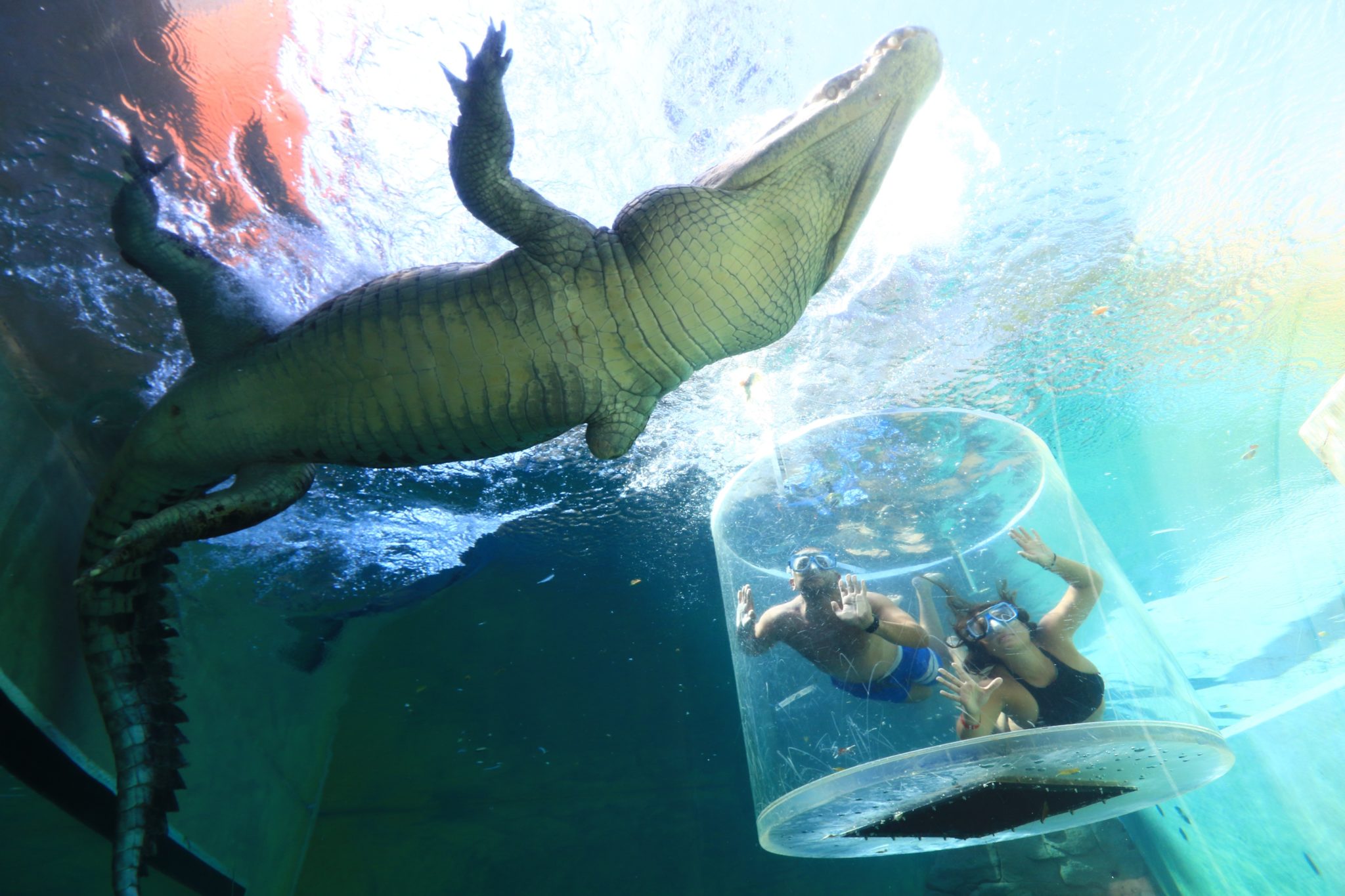 a crocodile swimming under water with people in a transparent tube