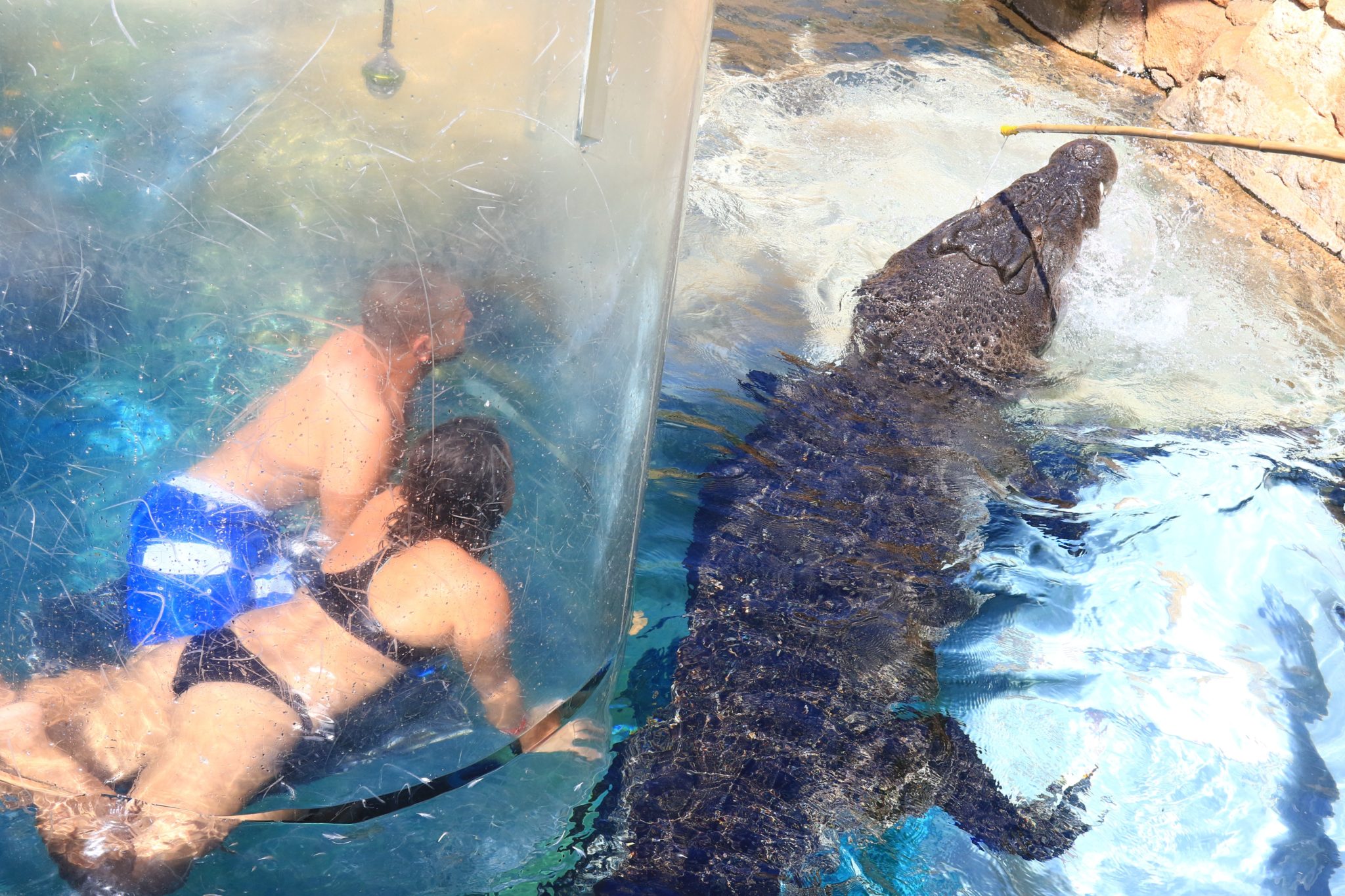a man and woman swimming in water with an alligator