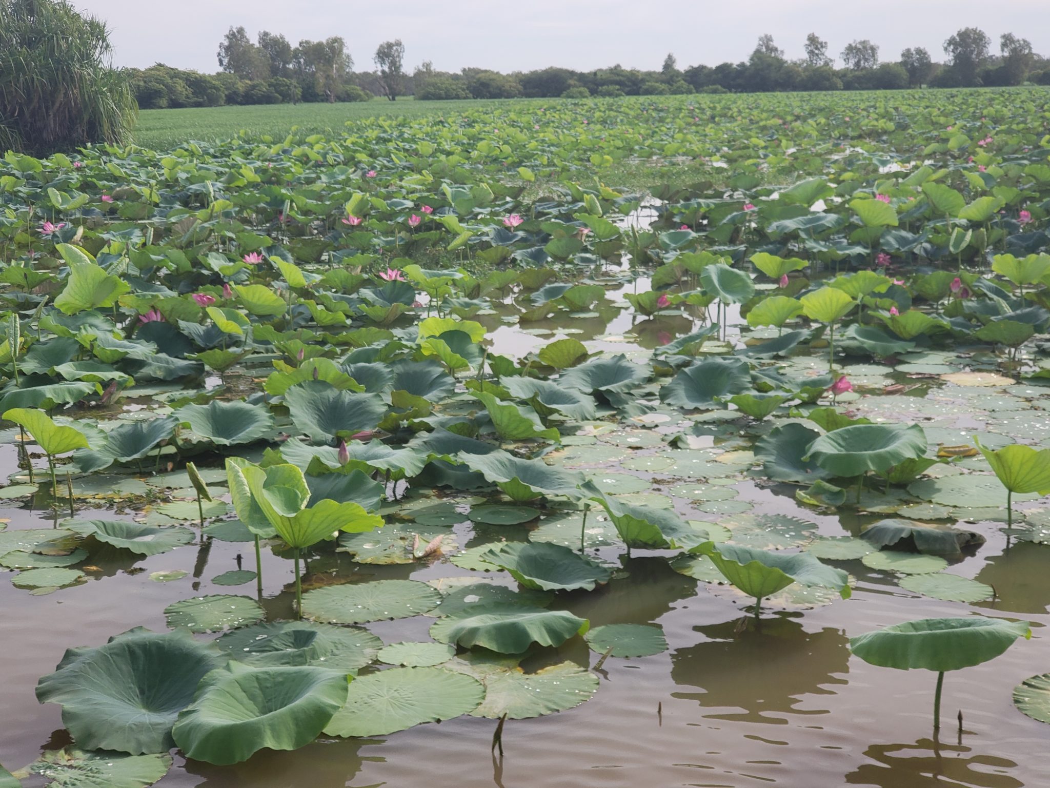 a large field of lily pads