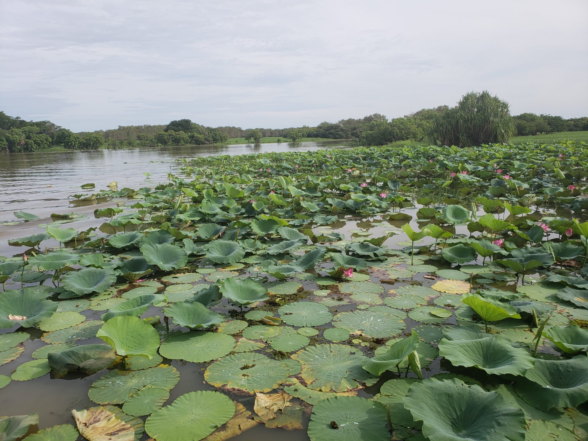 a large pond with lily pads