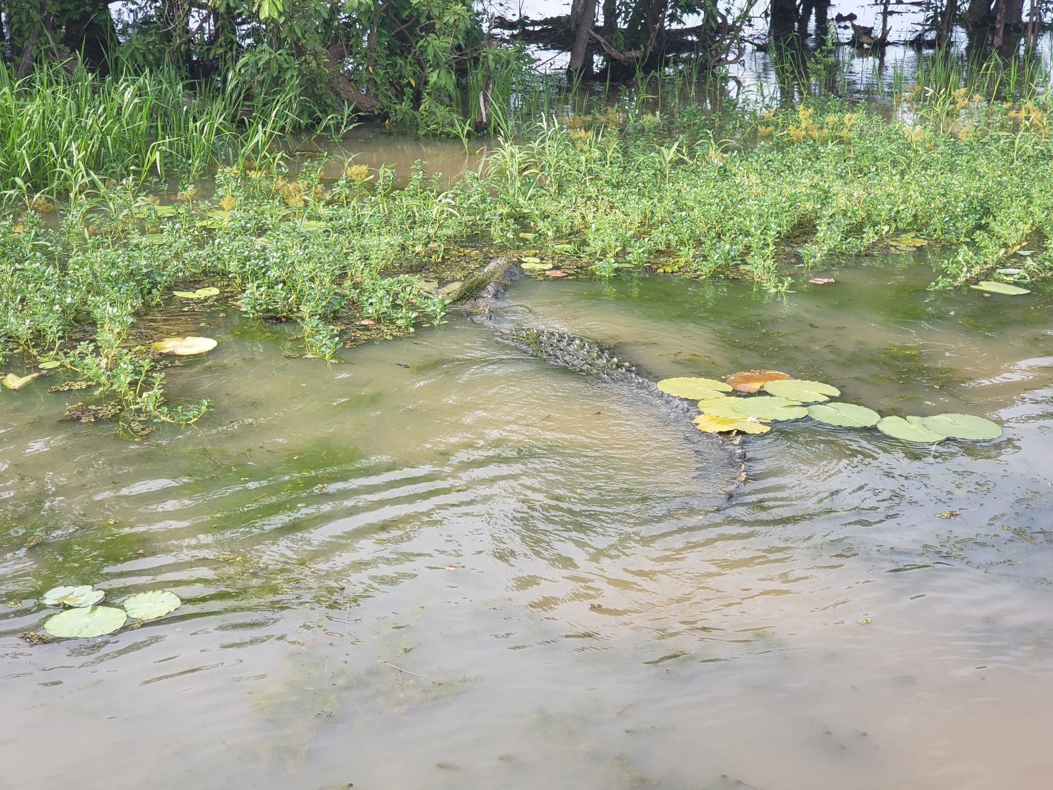 a crocodile swimming in a swamp