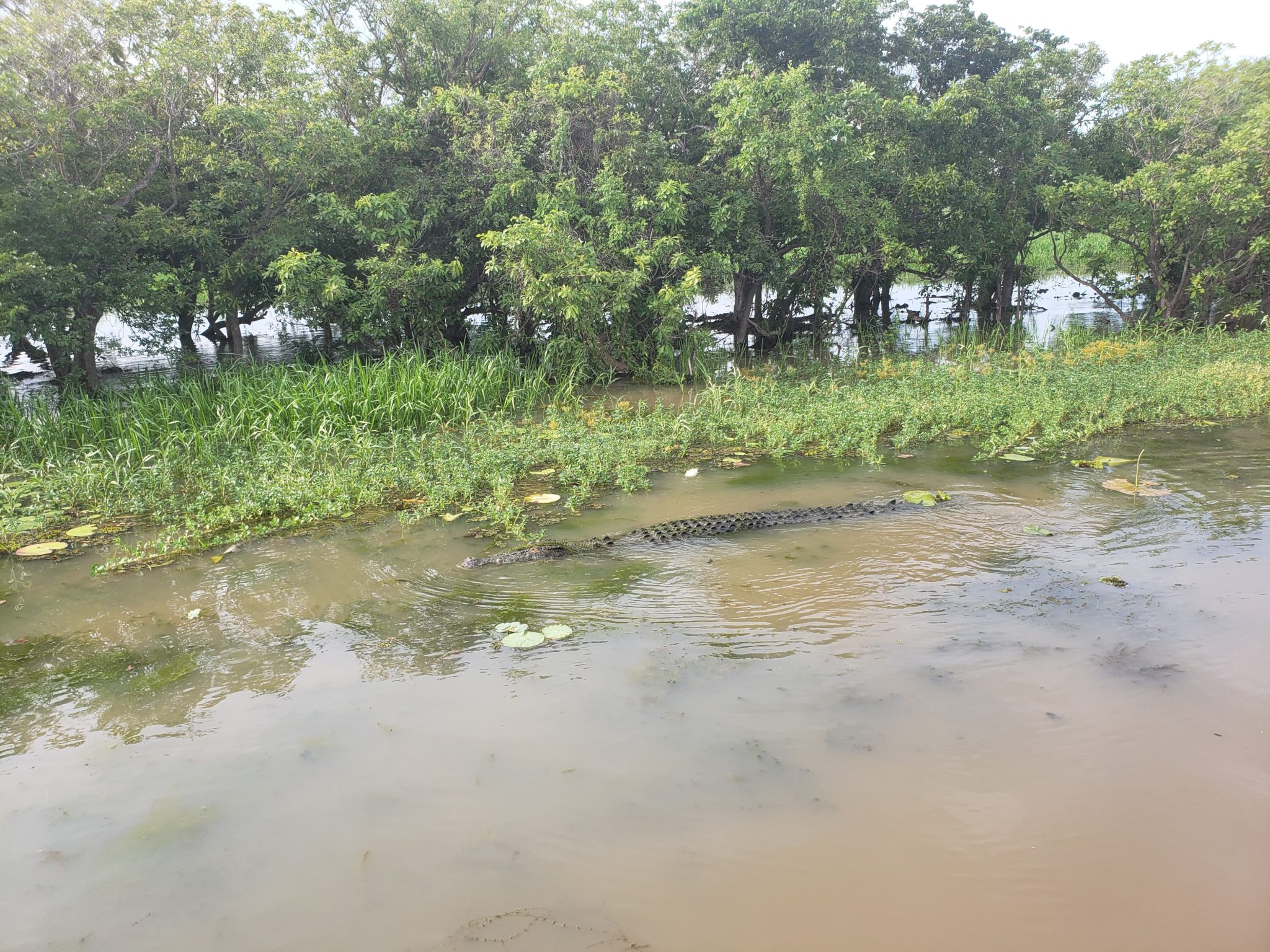 a crocodile in a muddy river