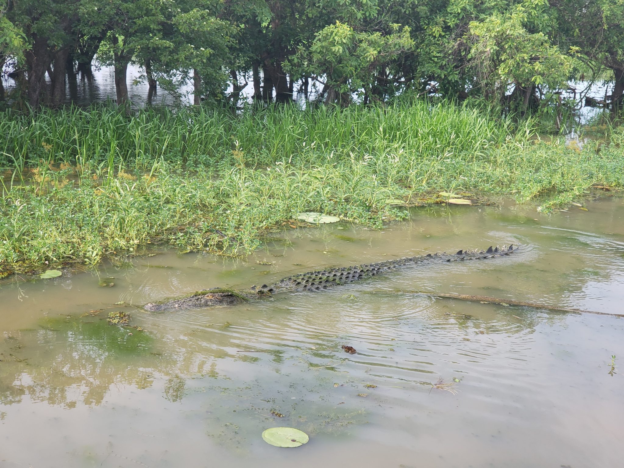 a crocodile in a swamp