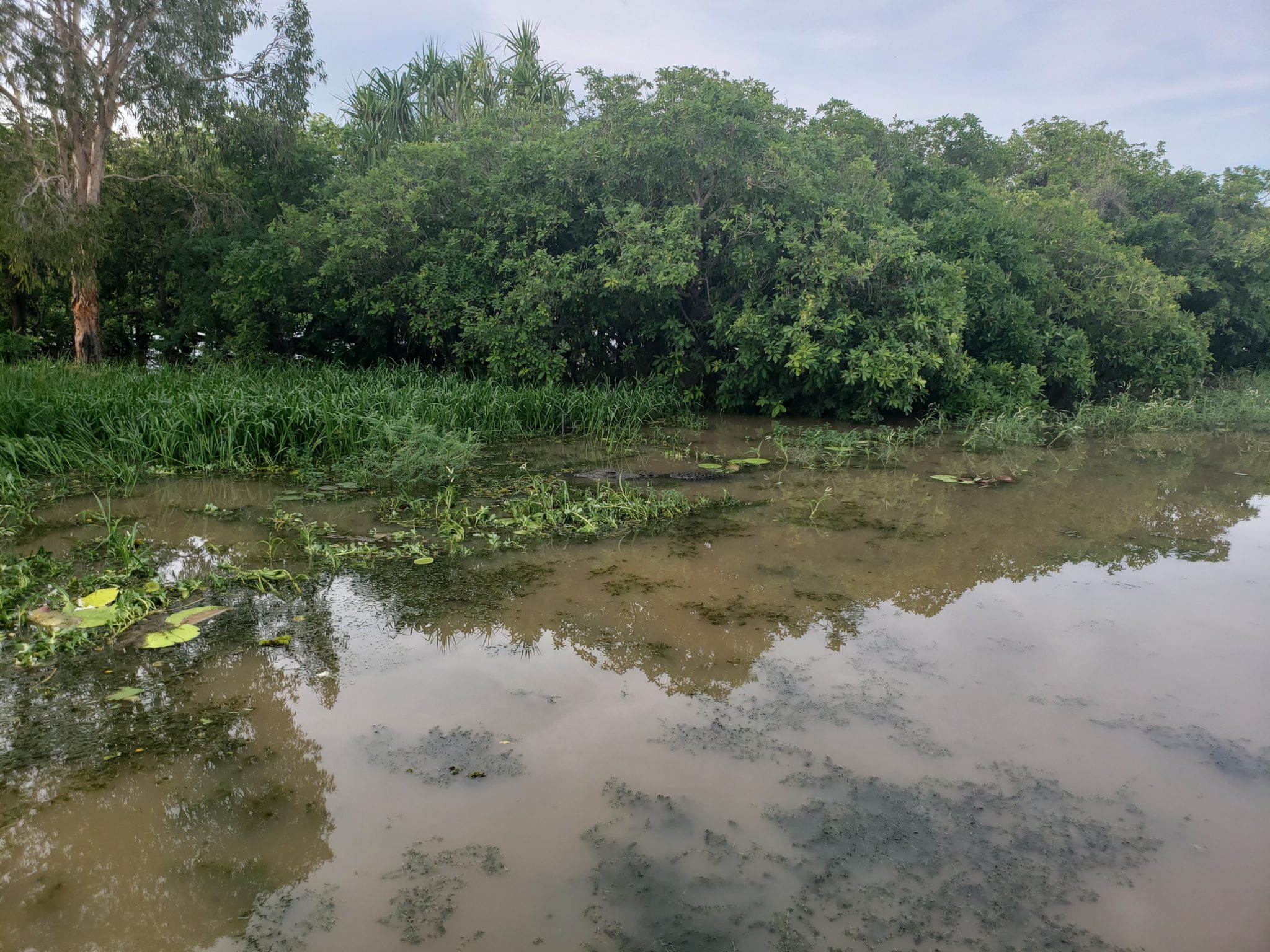 a swampy water with trees and plants