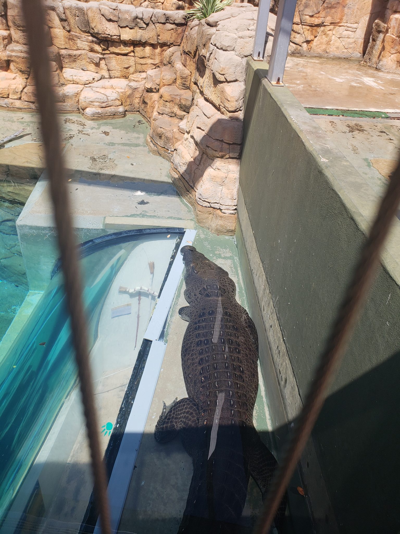 a large alligator in a cage
