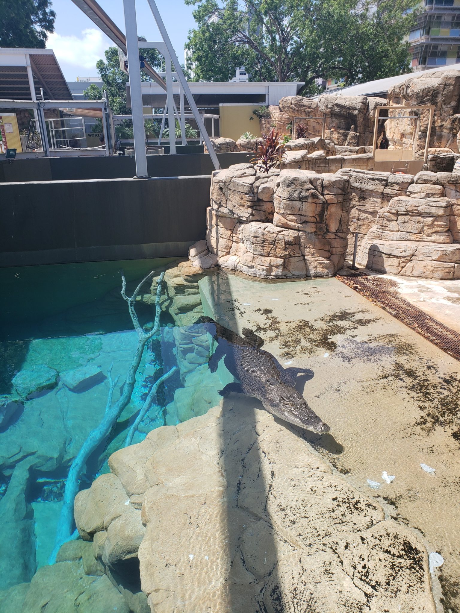 a crocodile in a pool