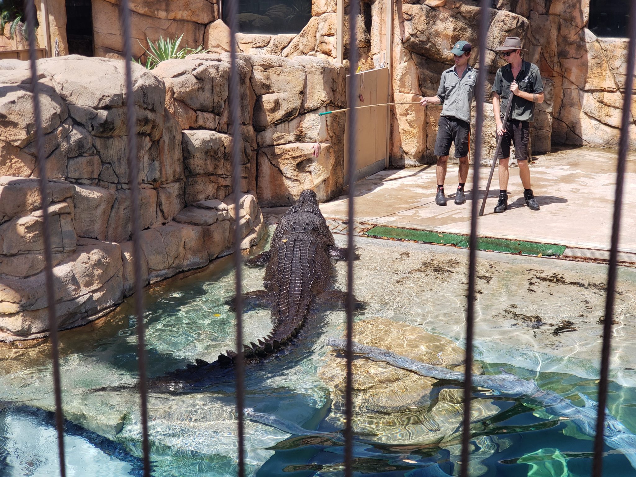 a group of people standing in a zoo enclosure with a large crocodile