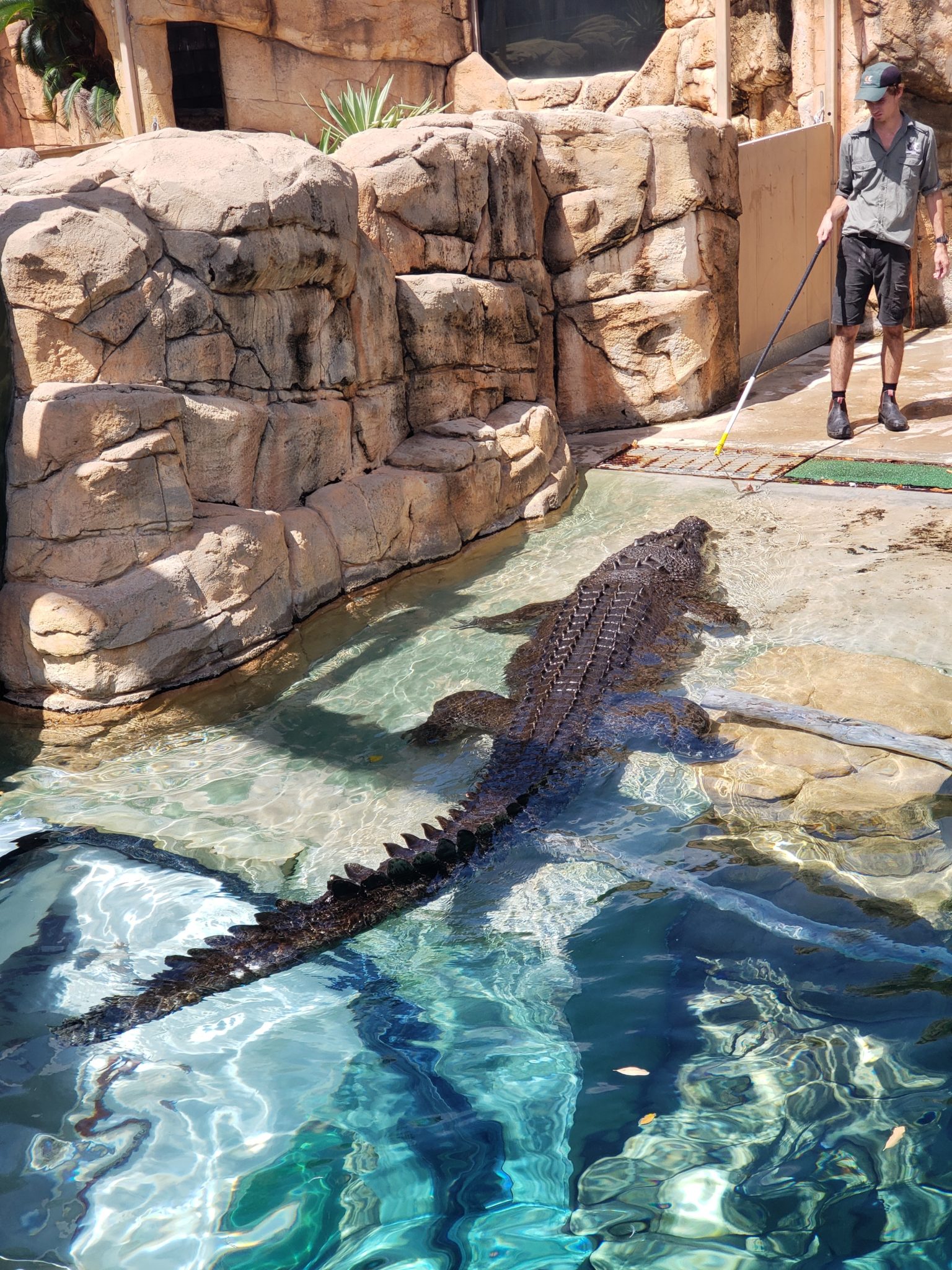 a man walking with a large alligator in a pool
