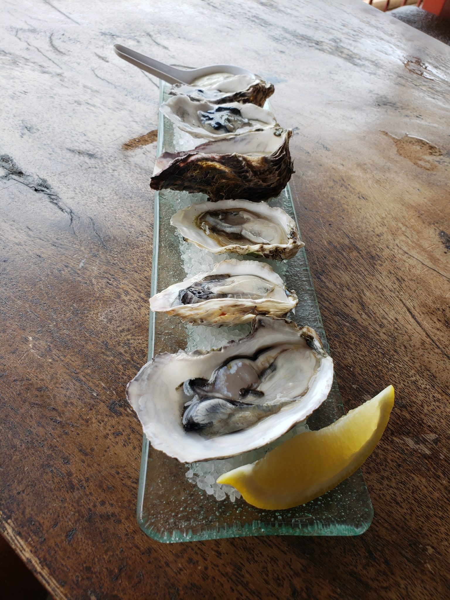 a row of oysters on a glass plate with a lemon wedge