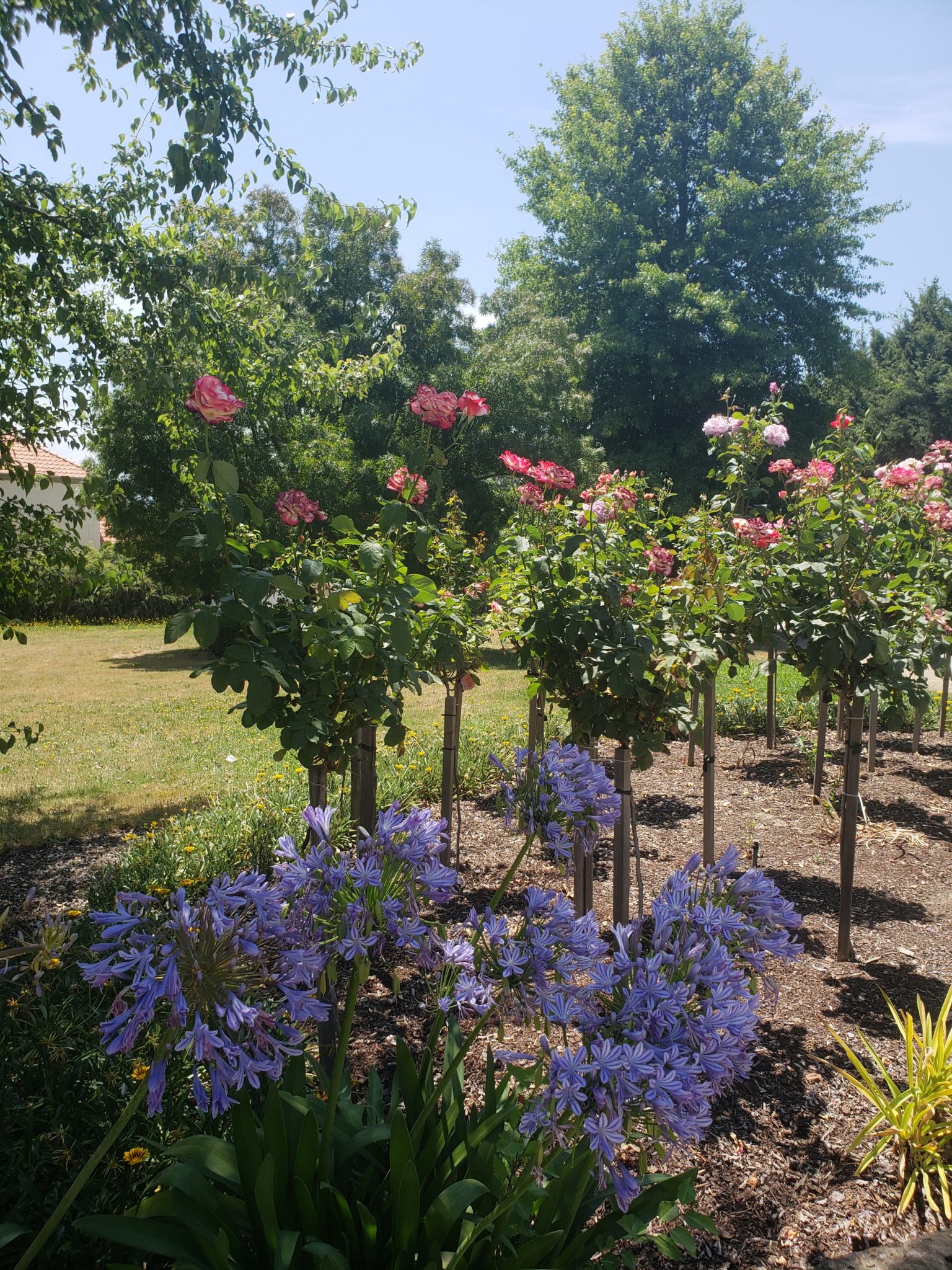 a garden with flowers and trees