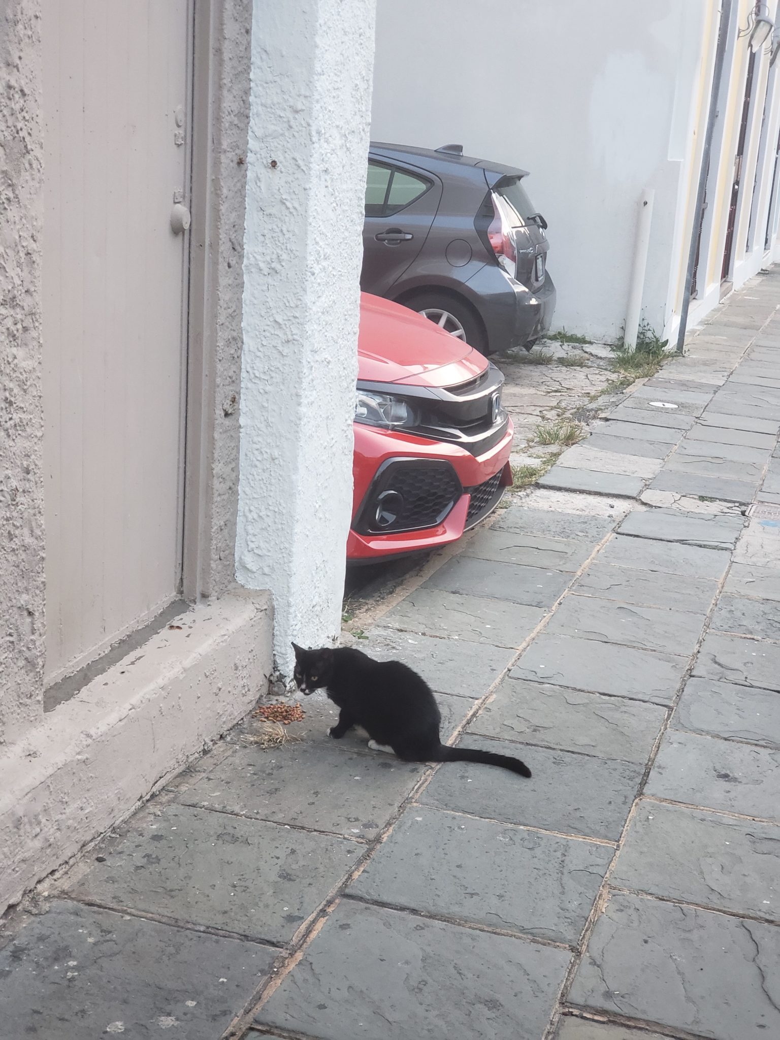 a cat sitting on a sidewalk next to a building