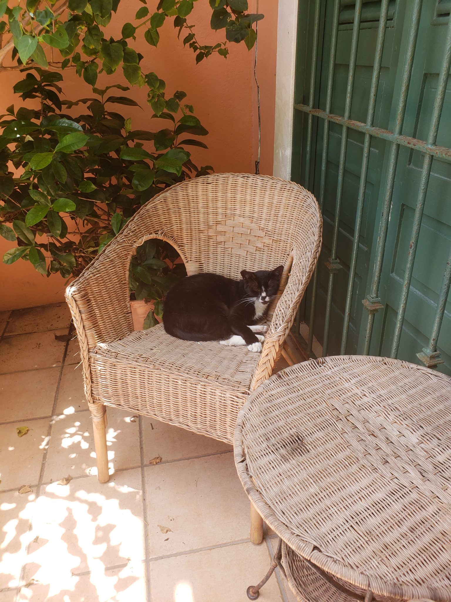 a cat lying on a chair outside