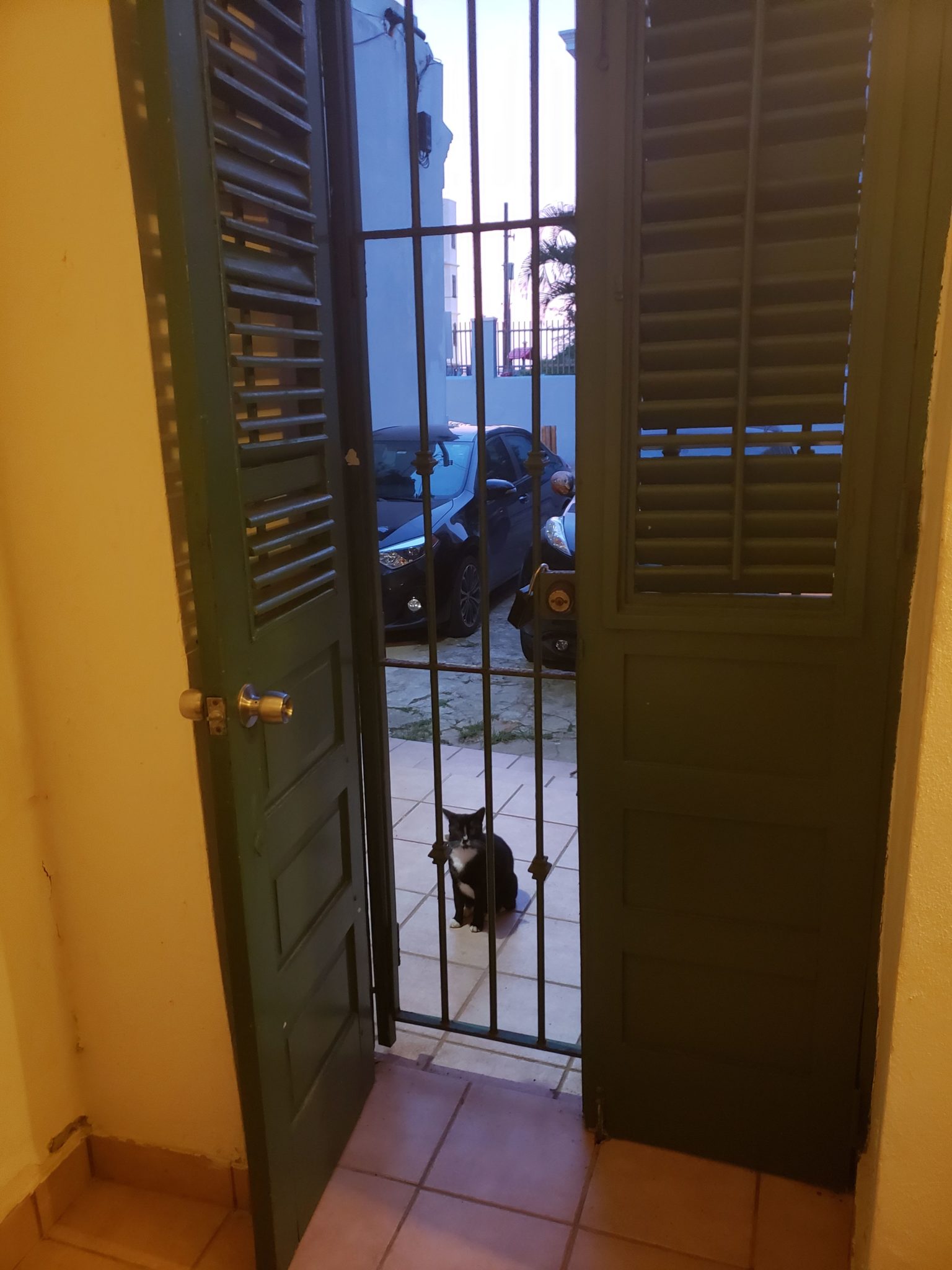 a cat behind a gate