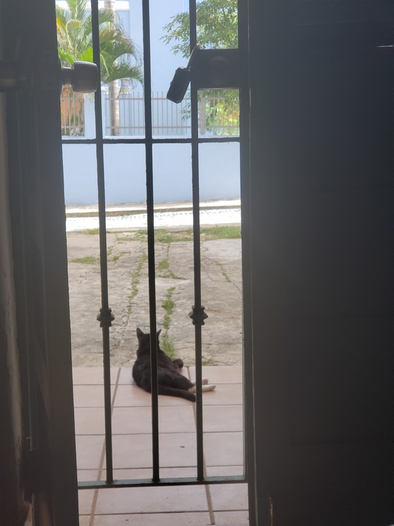 a cat lying on the ground outside of a door