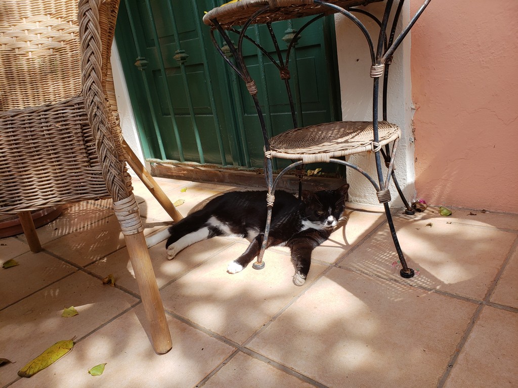 a cat lying under a table