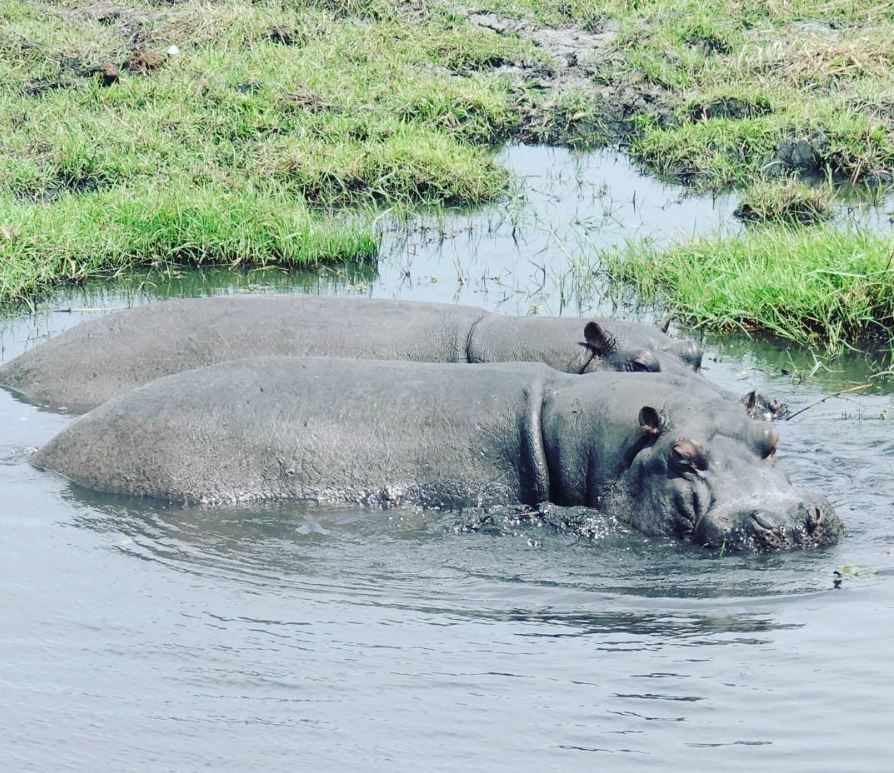 two hippos in water