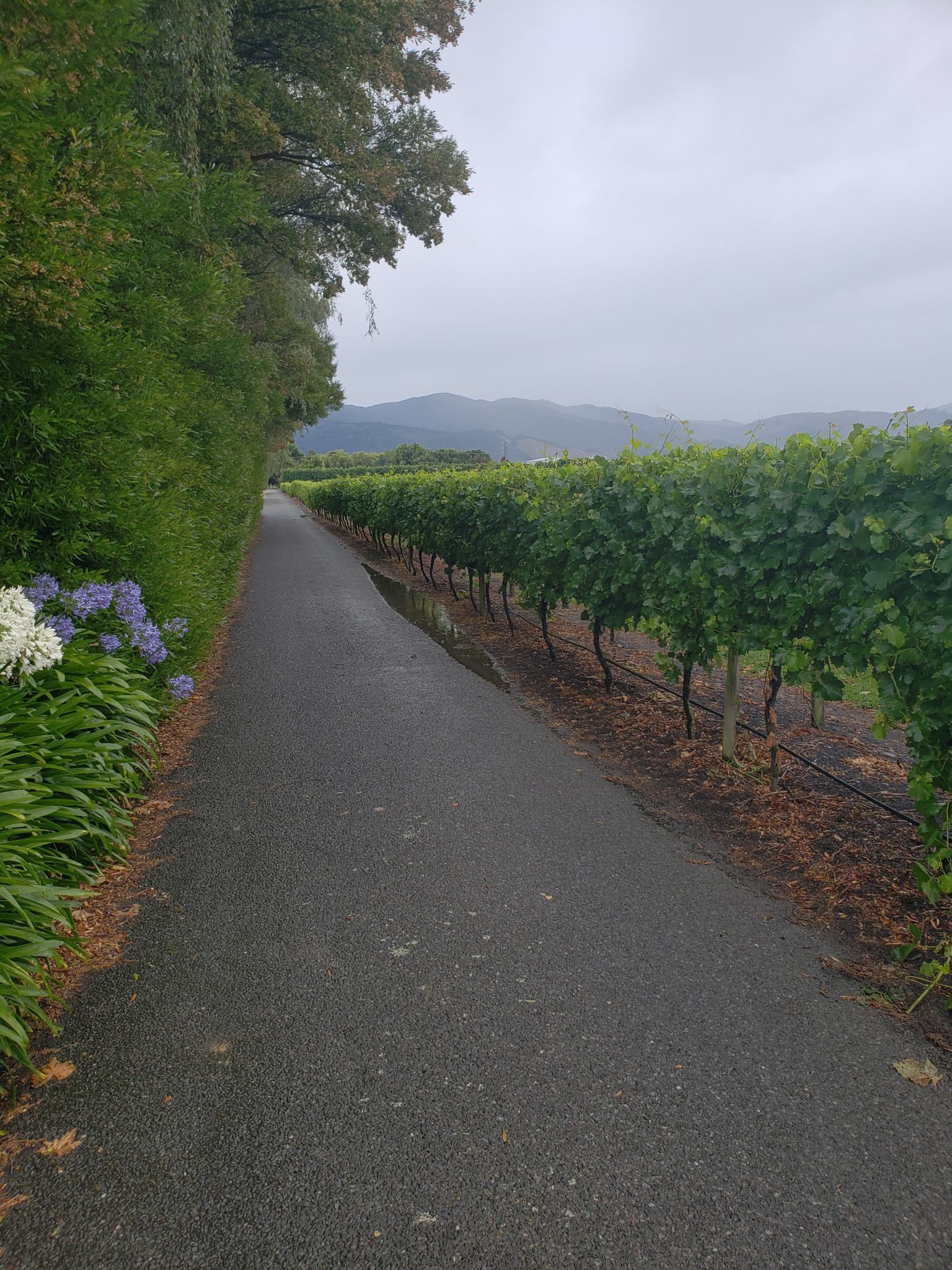 a path with rows of vines and bushes