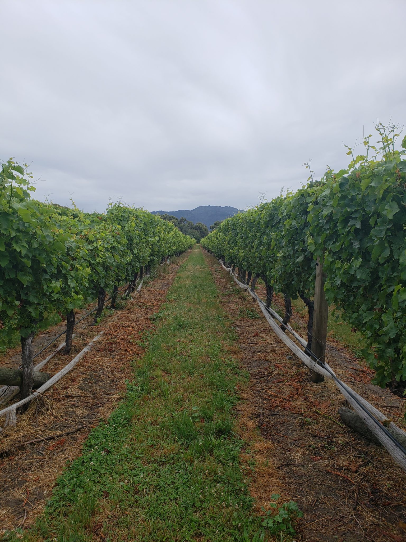 a rows of vines in a vineyard