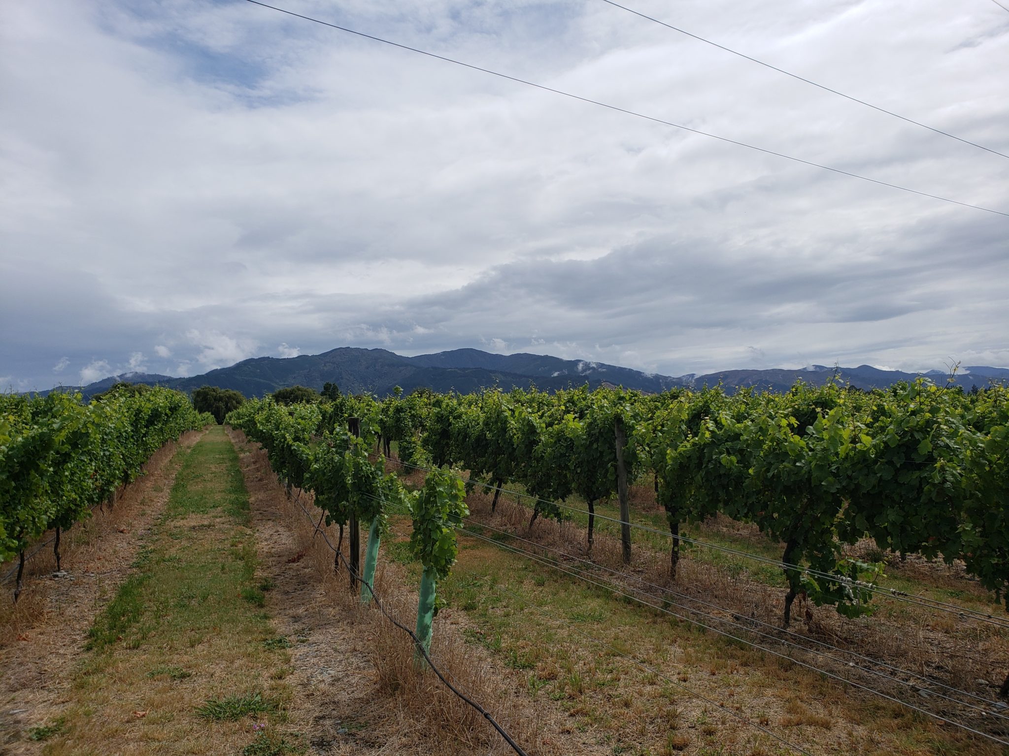 a vineyard with a wire fence and mountains in the background