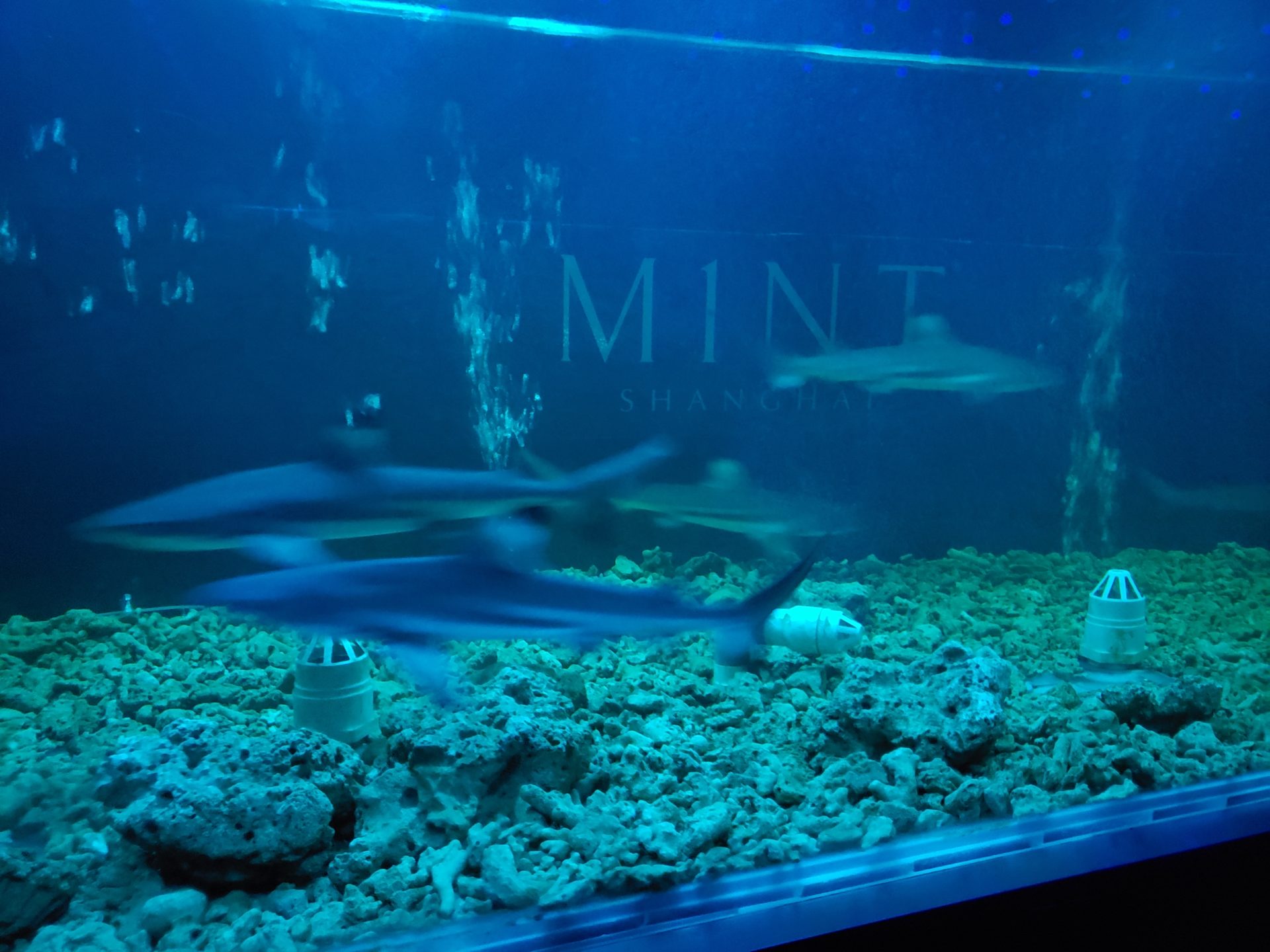 sharks swimming in a tank
