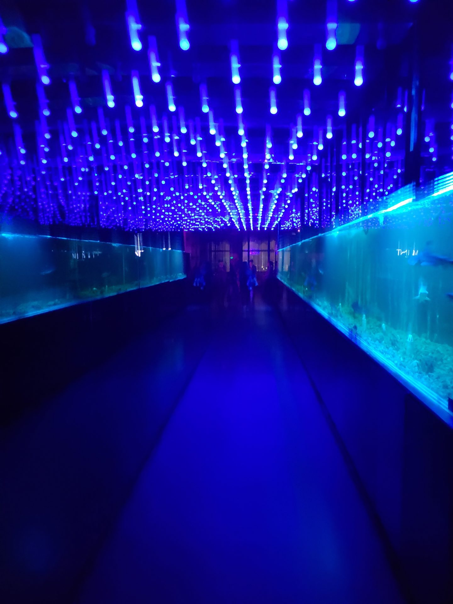 a long tunnel with fish tanks and blue lights