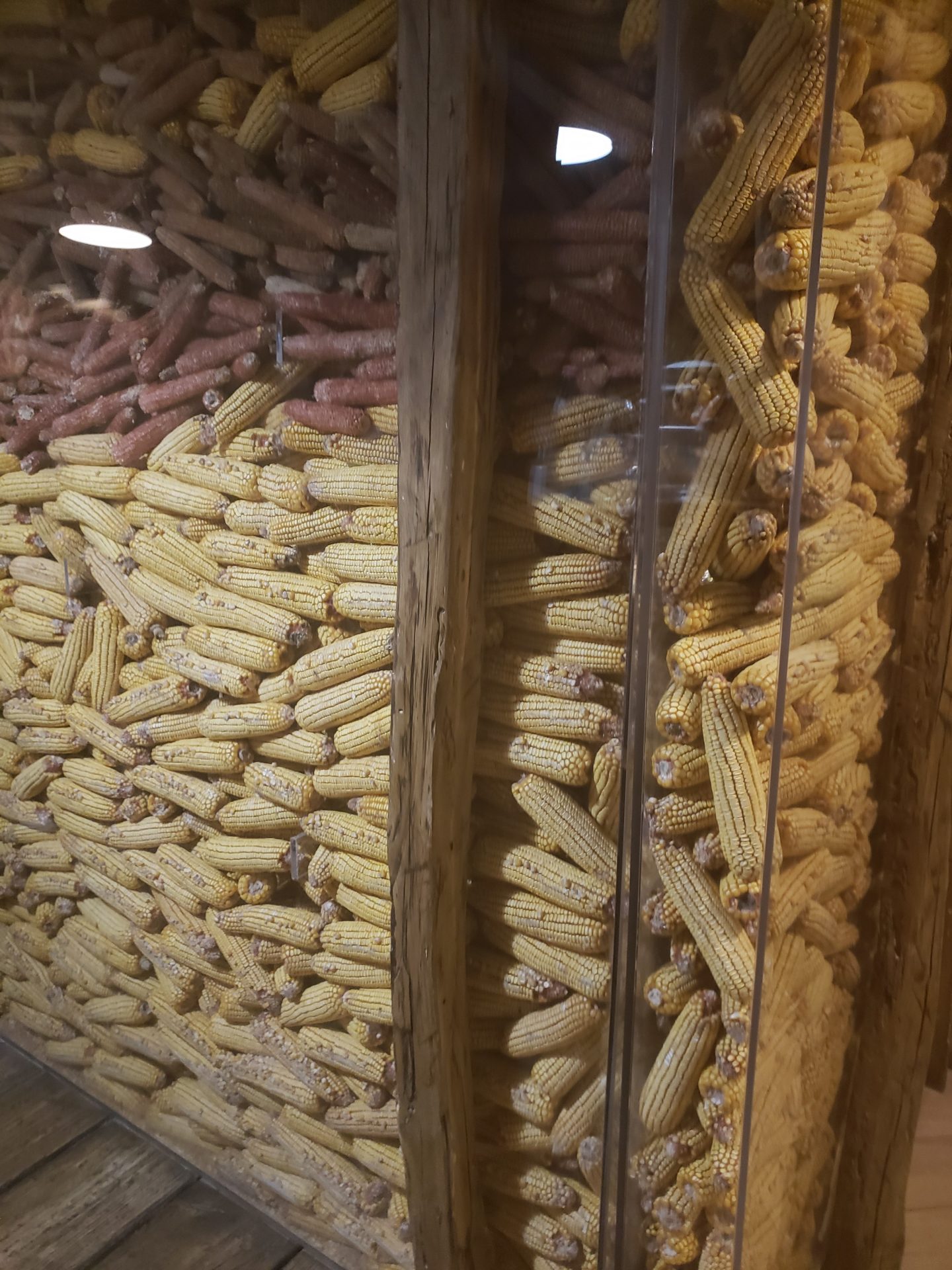 corn cobs stacked in a glass case