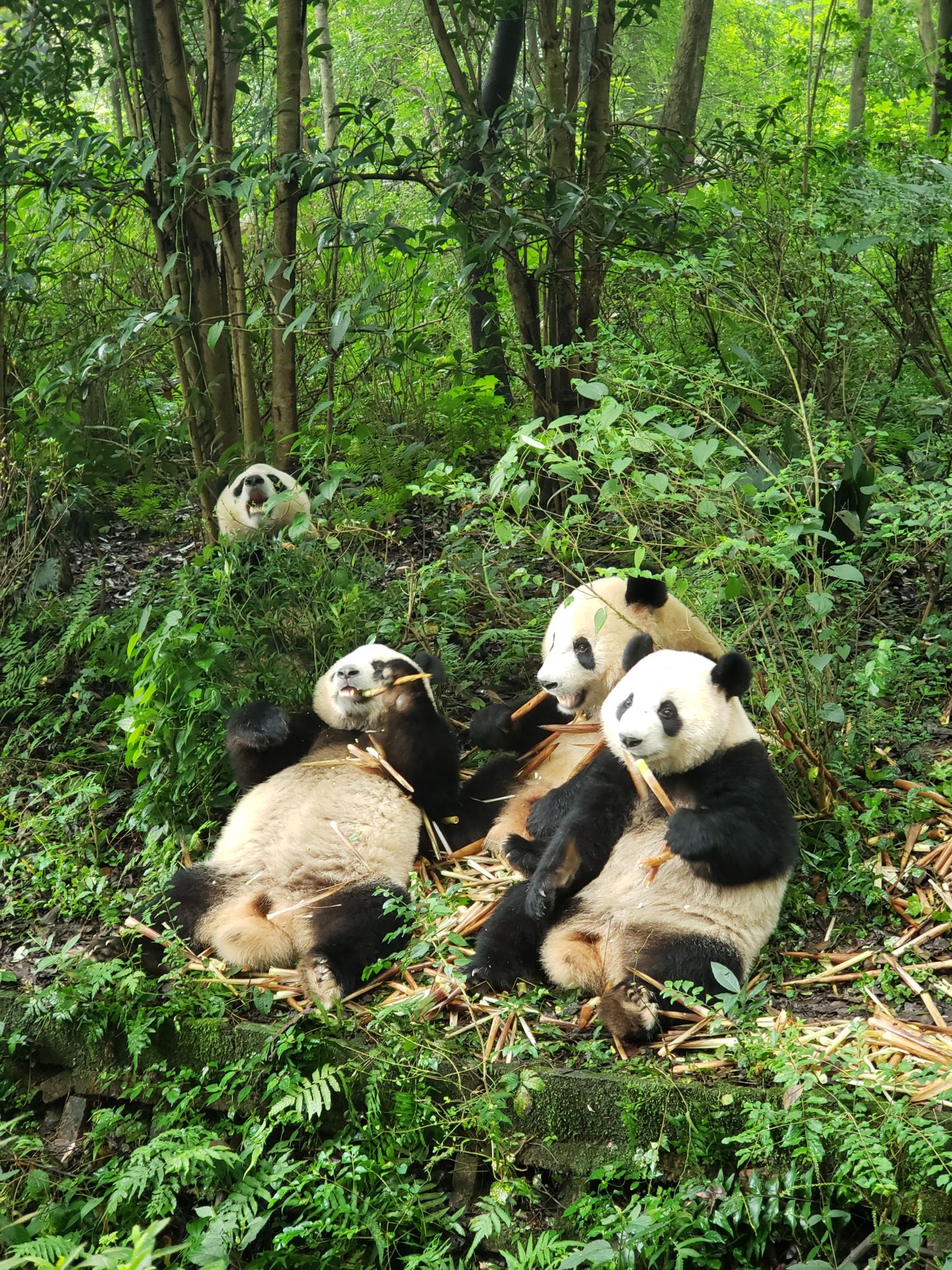 a group of pandas eating bamboo