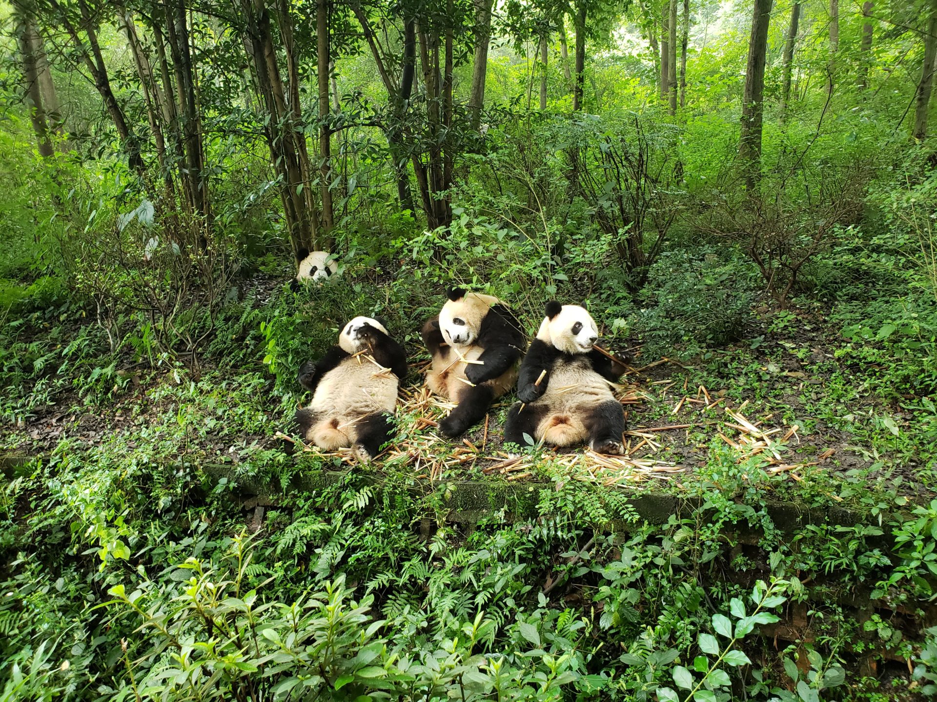 a group of pandas lying on the ground in the woods