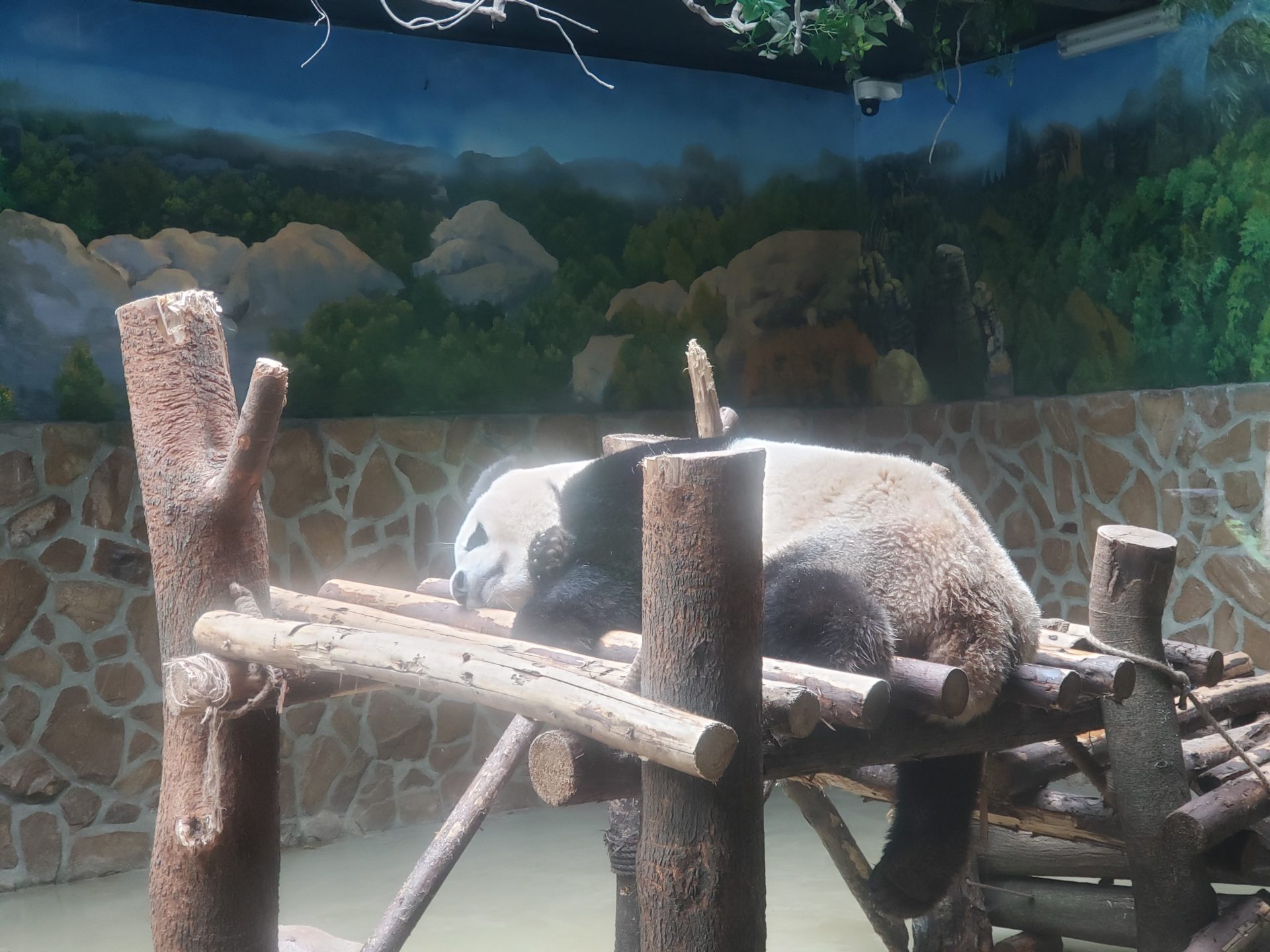 a panda sleeping on a wooden structure