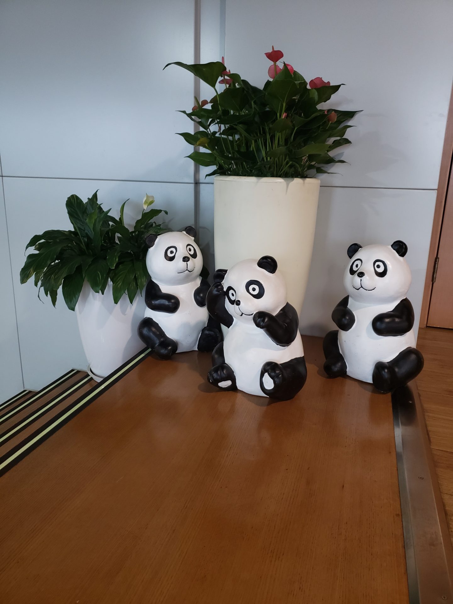 a group of pandas on a table