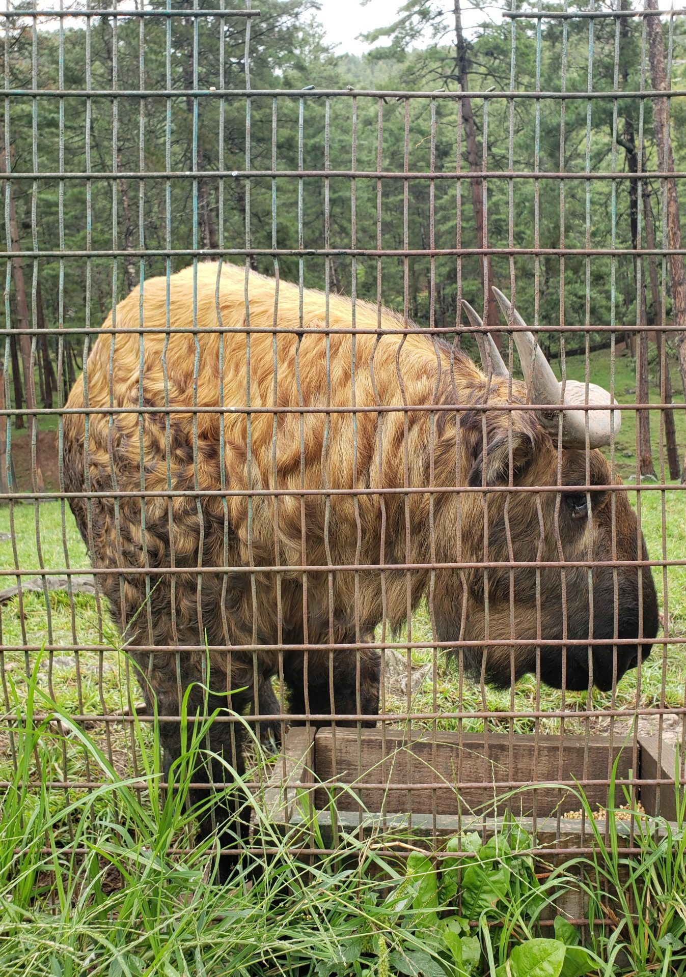 a large animal in a cage