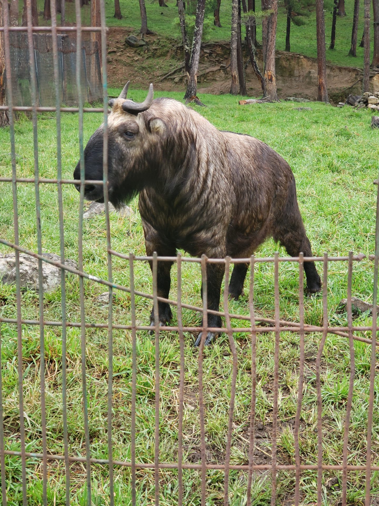 a animal behind a fence