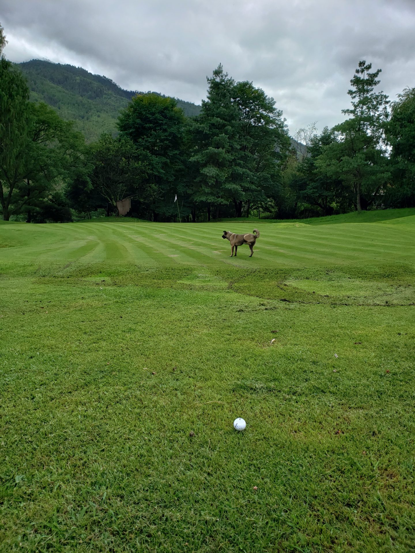 a dog on a golf course