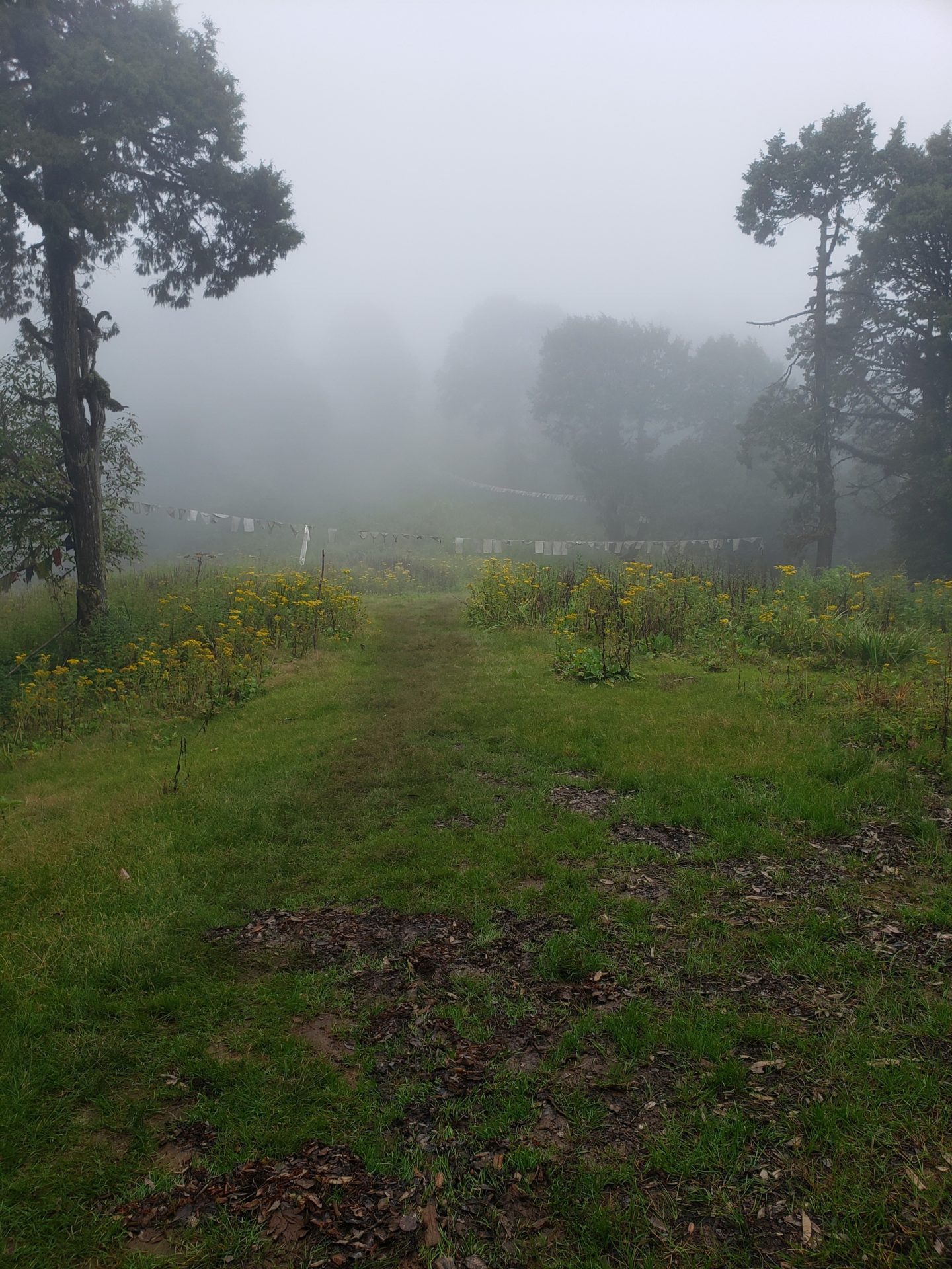 a path through a field with trees and fog