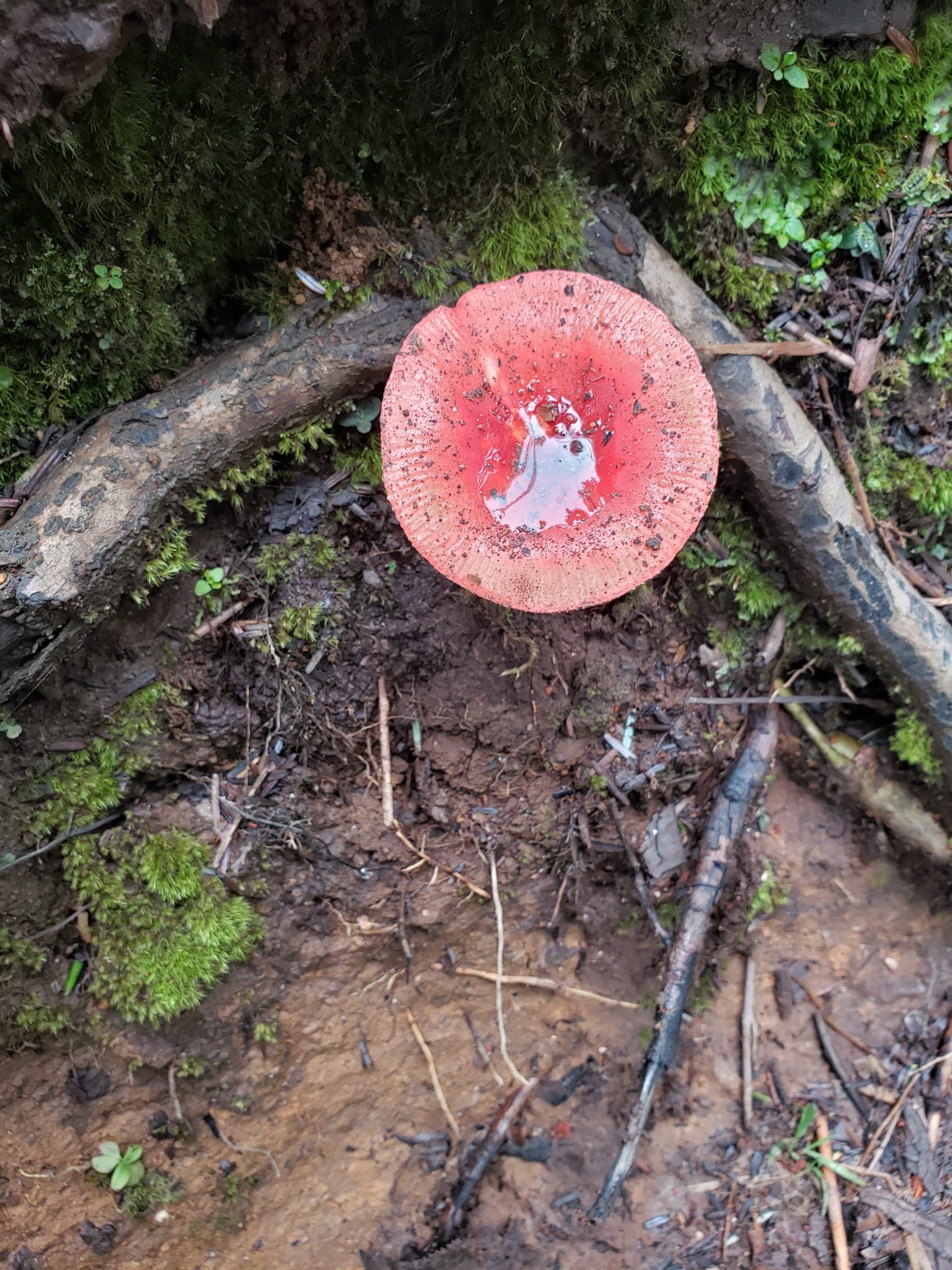a mushroom growing on the ground