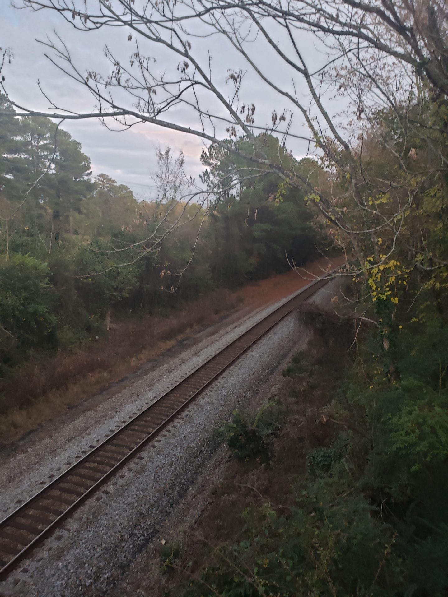 train tracks in a forest