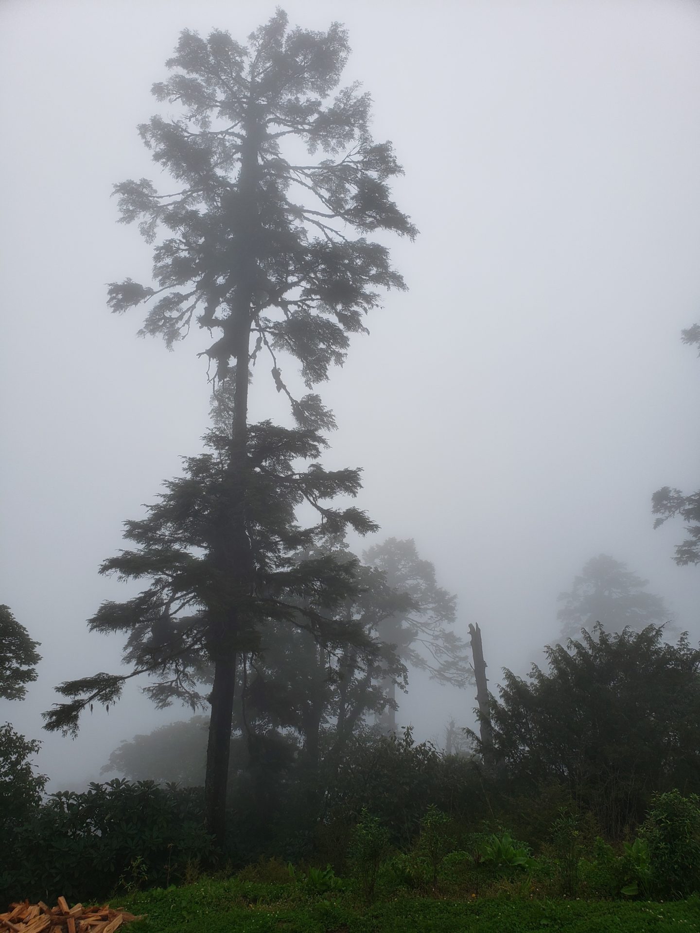 a group of trees in the fog