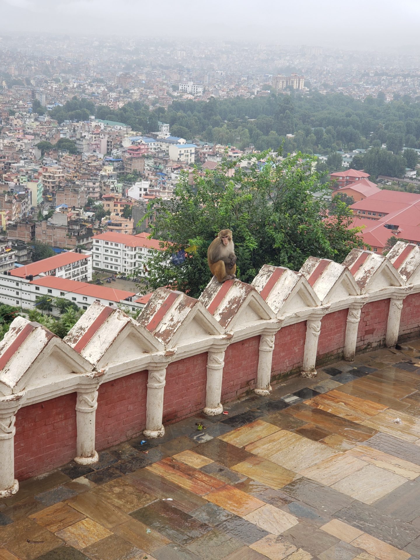 a monkey sitting on a wall with a city in the background